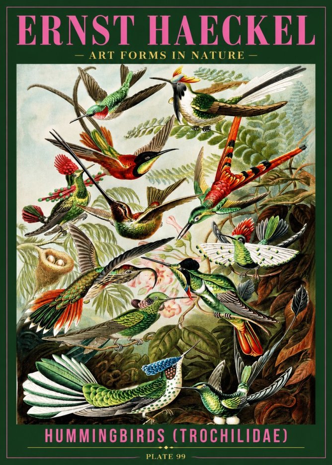Ernst Haeckel Trochilidae - Hummingbirds No4 - Affiche