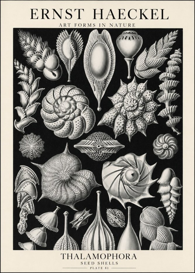 Ernst Haeckel Thalamophora No1 - Affiche