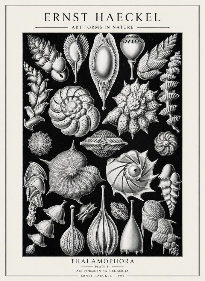 Ernst Haeckel Thalamophora No2 - Affiche