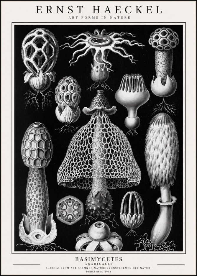 Ernst Haeckel Basimycetes Agaricales No1 - Affiche