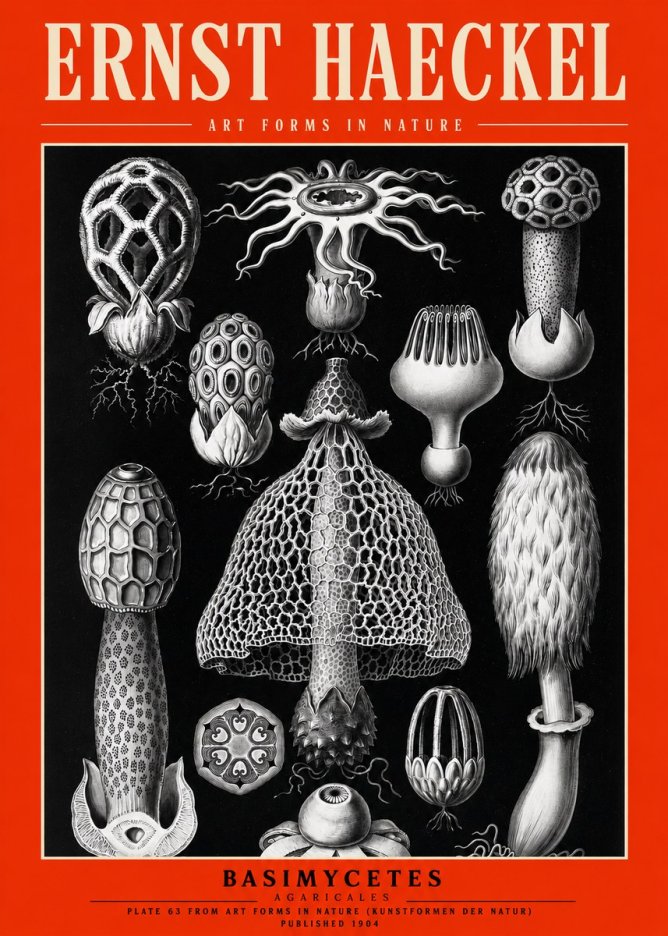 Ernst Haeckel Basimycetes Agaricales No2 - Affiche