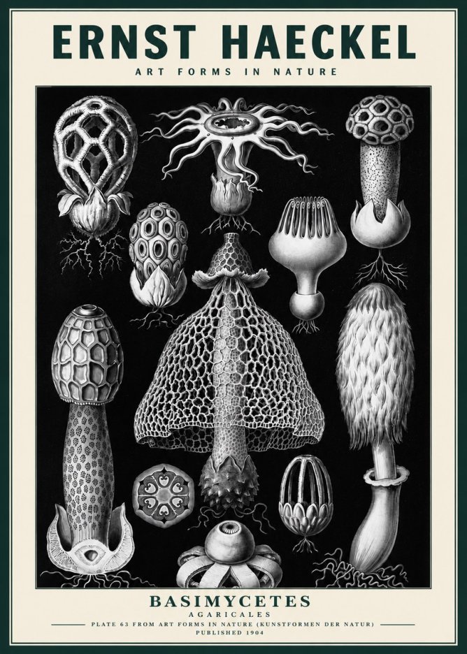Ernst Haeckel Basimycetes Agaricales No3 - Affiche