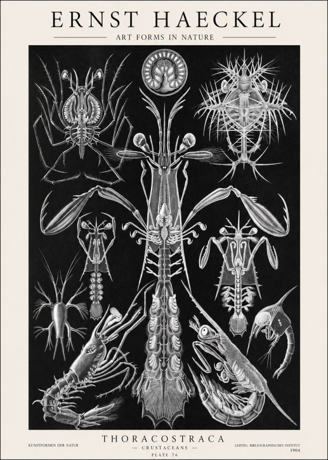 Ernst Haeckel Thoraocostraca - Crustaceans - Plate 76 No1 - Affiche