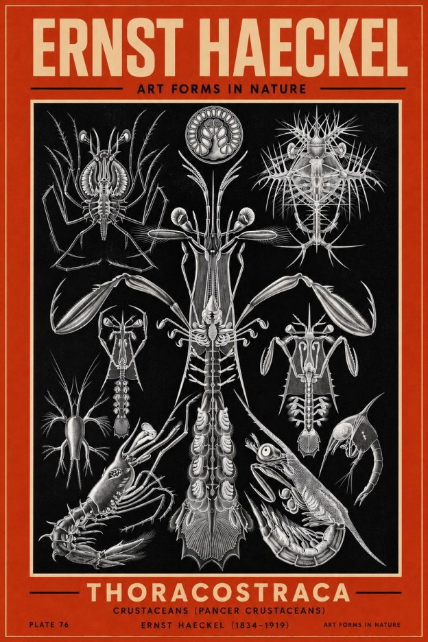 Ernst Haeckel Thoraocostraca - Crustaceans - Plate 76 No3 - Affiche