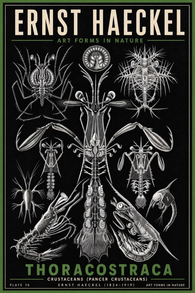 Ernst Haeckel Thoraocostraca - Crustaceans - Plate 76 No6 - Affiche