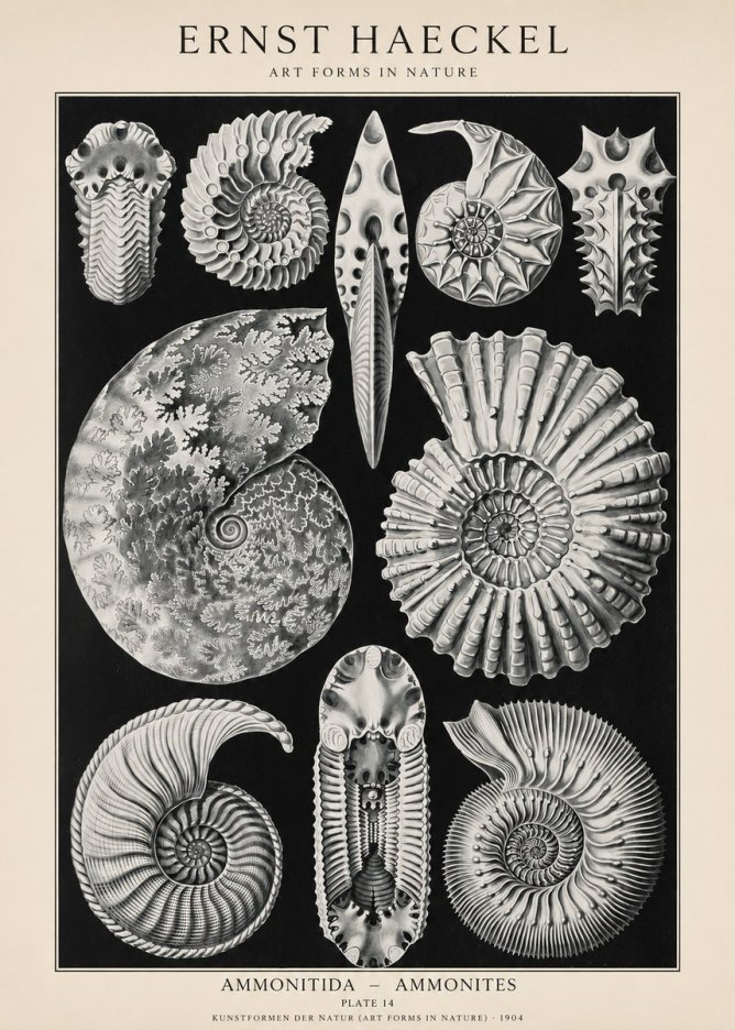 Ernst Haeckel Ammonitida - Ammonites No1 - Affiche