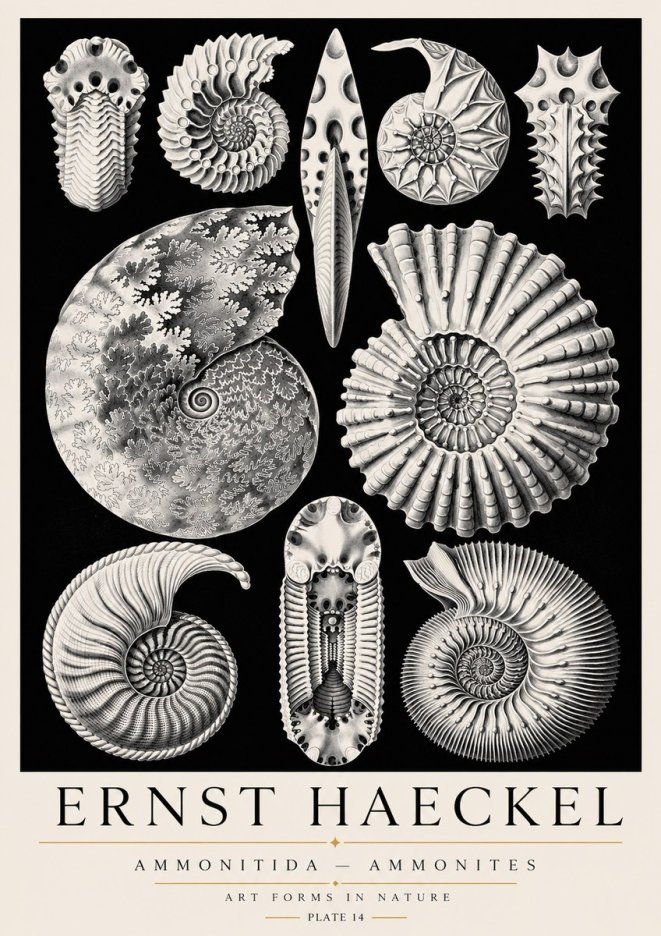 Ernst Haeckel Ammonitida - Ammonites No3 - Affiche