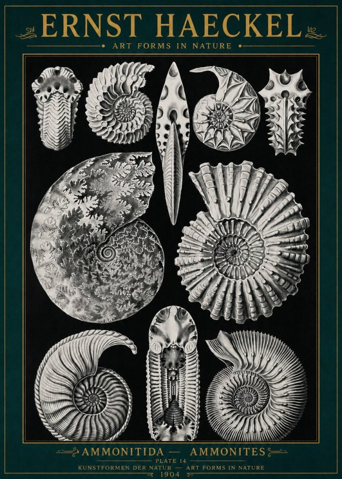 Ernst Haeckel Ammonitida - Ammonites No4 - Affiche
