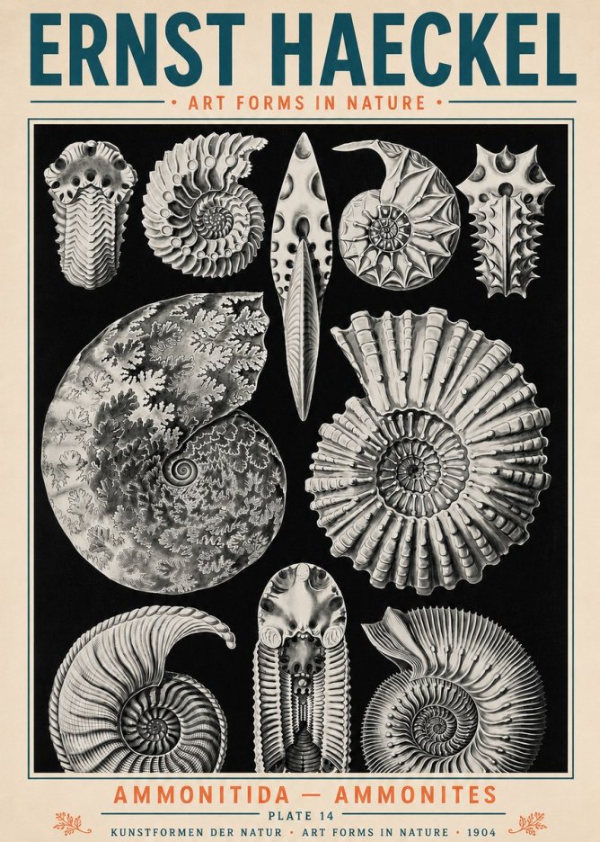 Ernst Haeckel Ammonitida - Ammonites No5 - Affiche