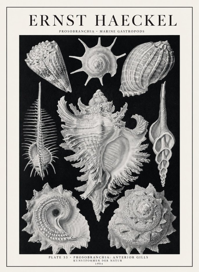 Ernst Haeckel Prosobranchia - Marine Gastropods No1 - Affiche