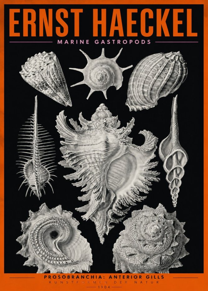 Ernst Haeckel Prosobranchia - Marine Gastropods No2 - Affiche