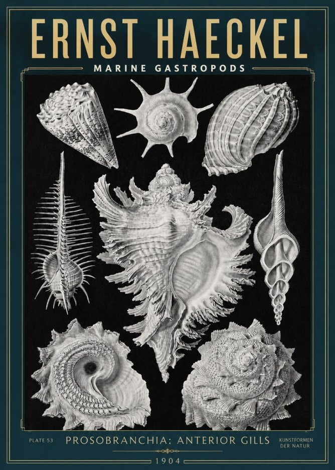 Ernst Haeckel Prosobranchia - Marine Gastropods No3 - Affiche