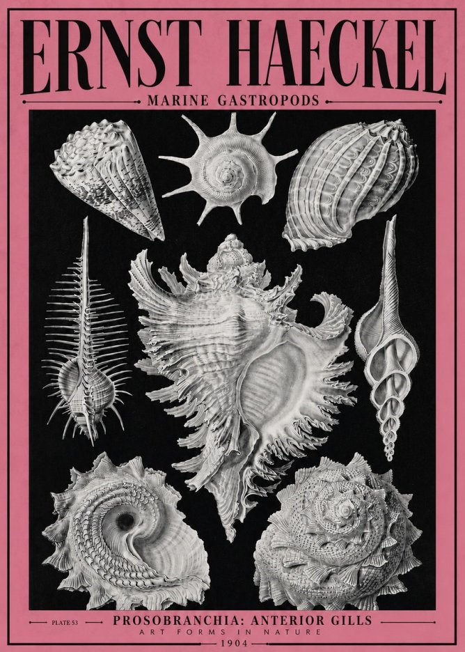 Ernst Haeckel Prosobranchia - Marine Gastropods No4 - Affiche