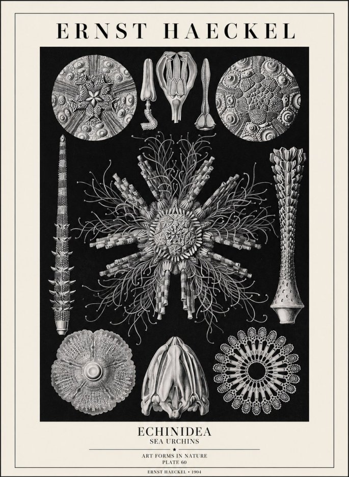 Ernst Haeckel Echinidea Sea Urchins No1 - Affiche