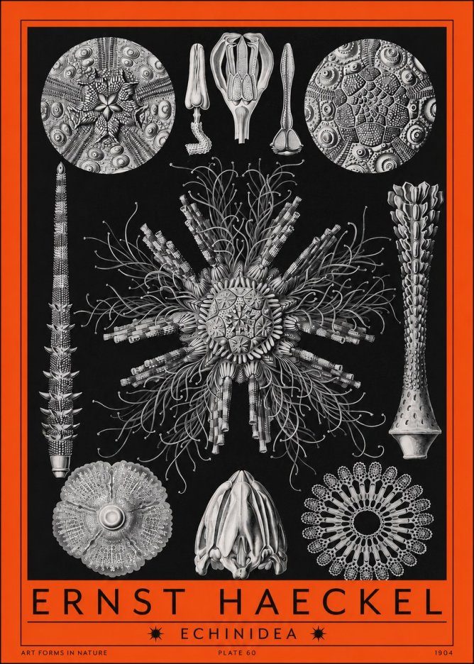 Ernst Haeckel Echinidea Sea Urchins No2 - Affiche