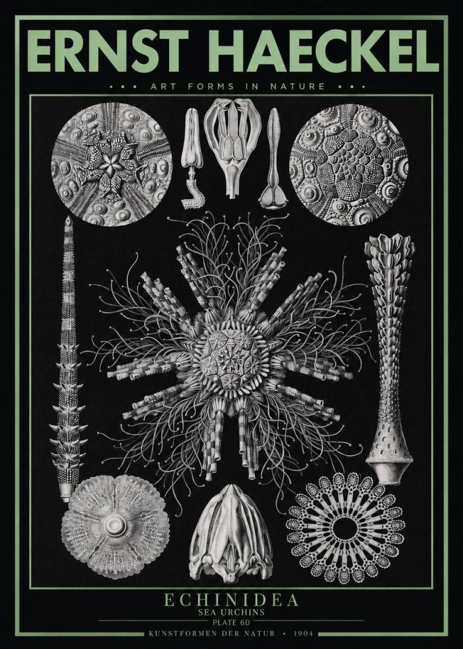 Ernst Haeckel Echinidea Sea Urchins No3 - Affiche