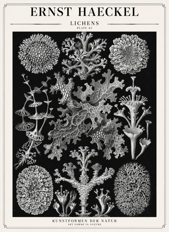 Ernst Haeckel Lichens - Plate 83 No1 - Affiche