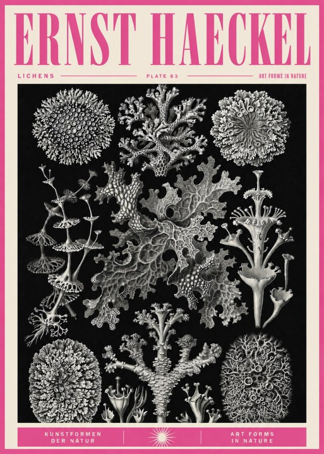 Ernst Haeckel Lichens - Plate 83 No5 - Affiche