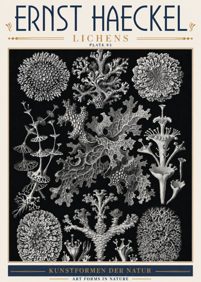 Ernst Haeckel Lichens - Plate 83 No6 - Affiche