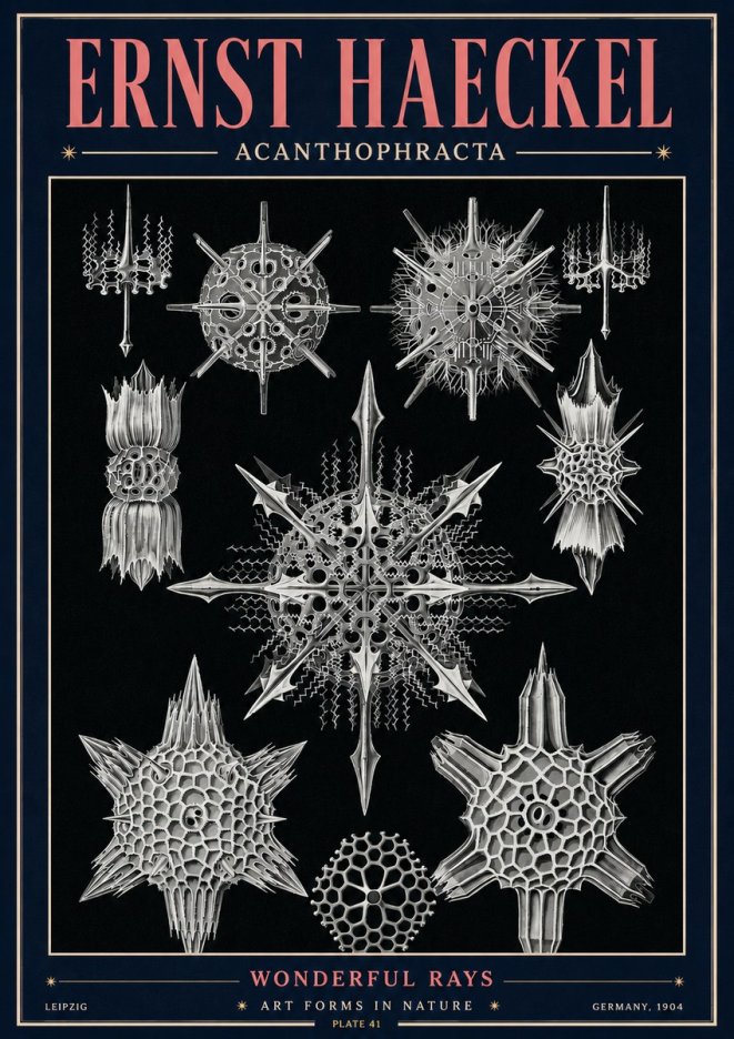 Ernst Haeckel Acanthophracta - Wonderful Rays No4 - Affiche
