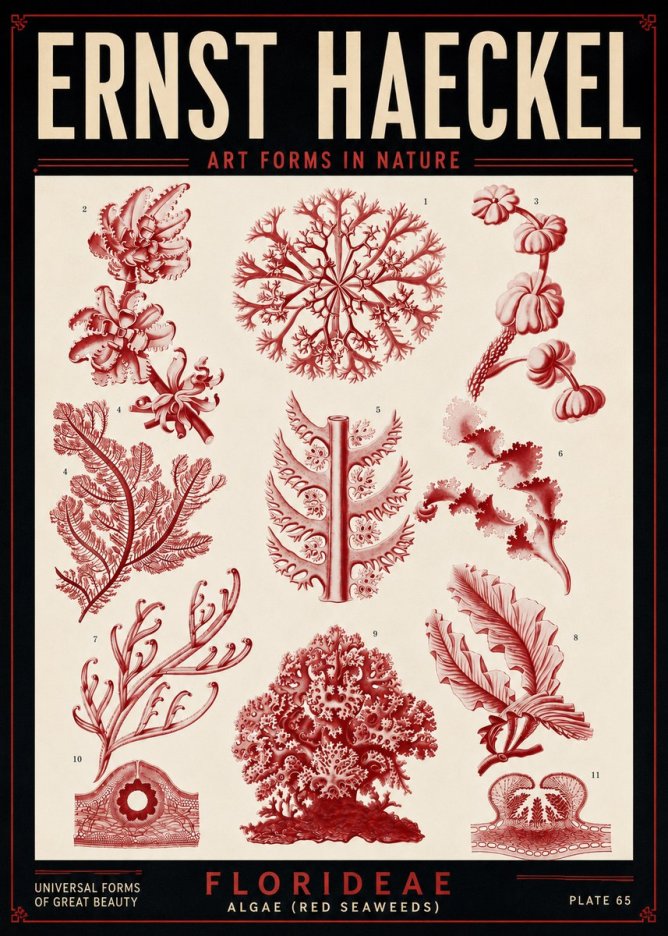 Ernst Haeckel Florideae (Red Seaweeds) No5 - Affiche