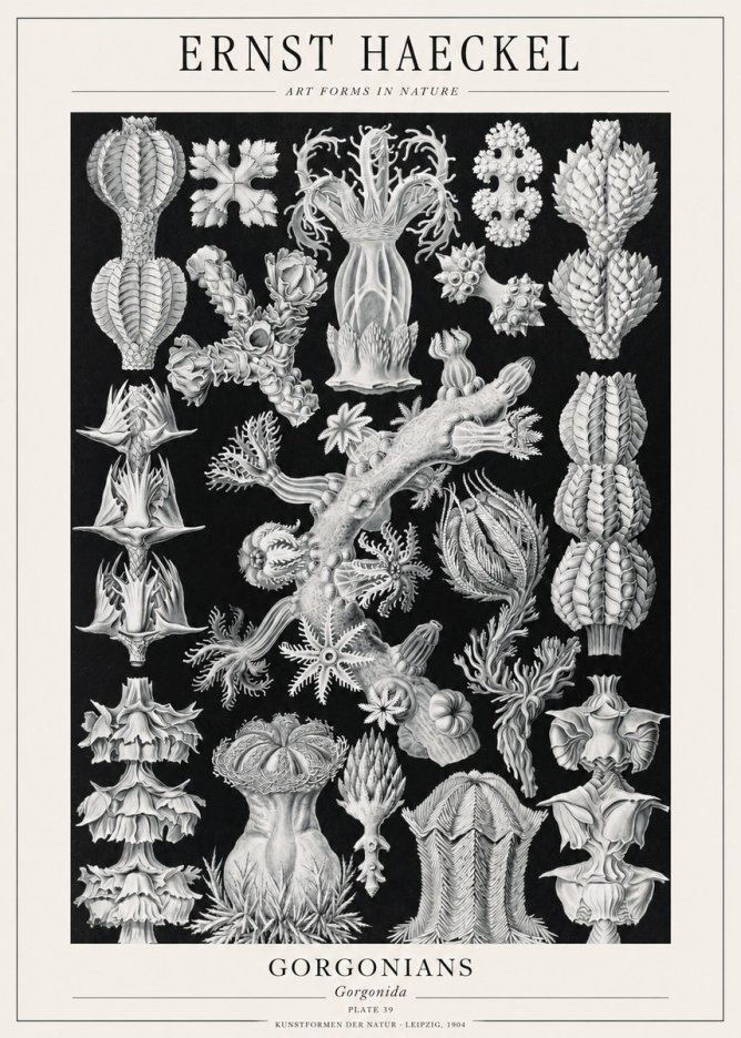 Ernst Haeckel Gorgonians No1 - Affiche