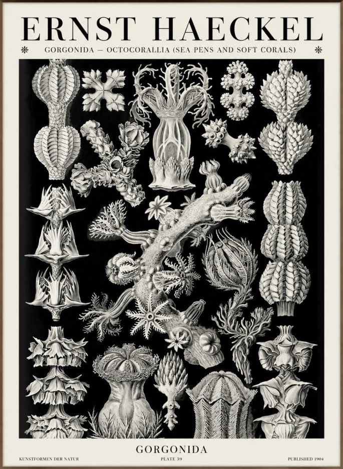 Ernst Haeckel Gorgonians No6 - Affiche