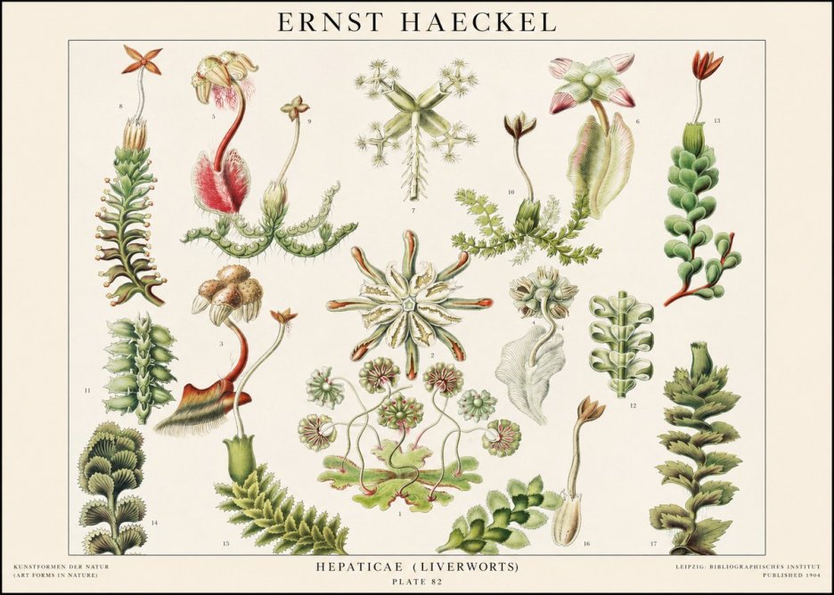Ernst Haeckel Hepaticae (Liverworts) - Plate 82 No1 - Affiche