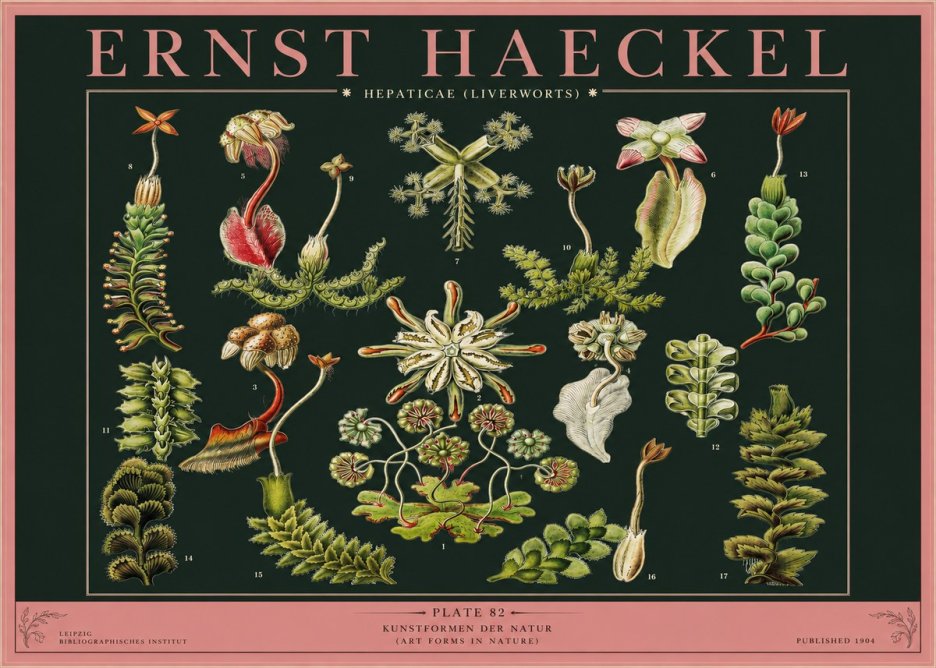 Ernst Haeckel Hepaticae (Liverworts) - Plate 82 No2 - Affiche