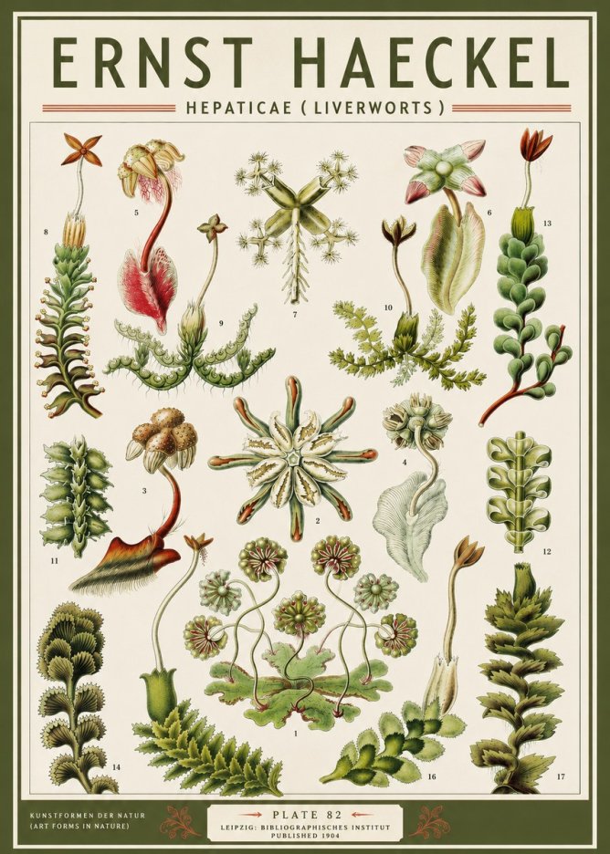 Ernst Haeckel Hepaticae (Liverworts) - Plate 82 No3 - Affiche