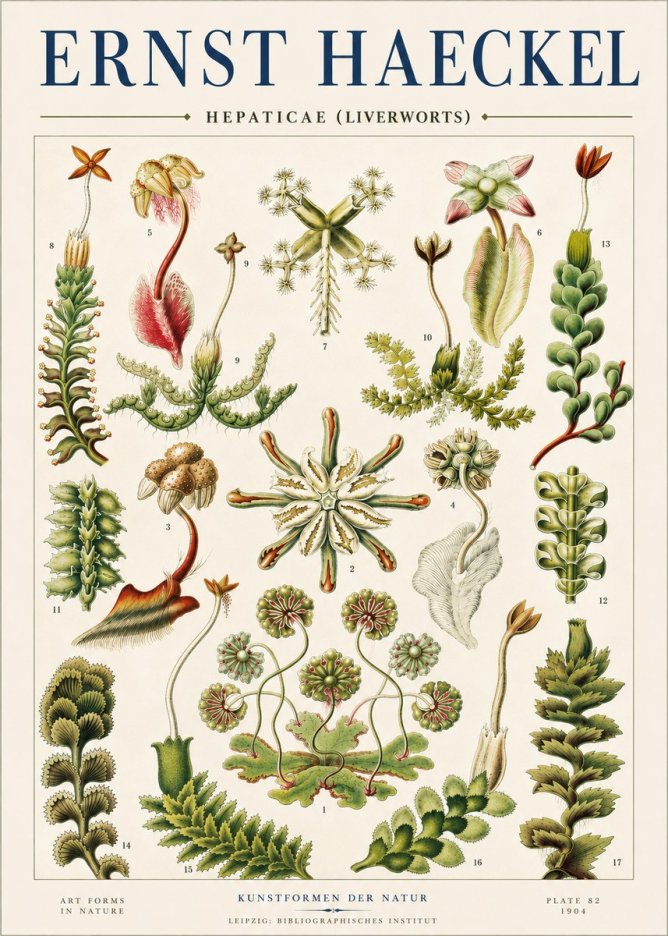 Ernst Haeckel Hepaticae (Liverworts) - Plate 82 No4 - Affiche
