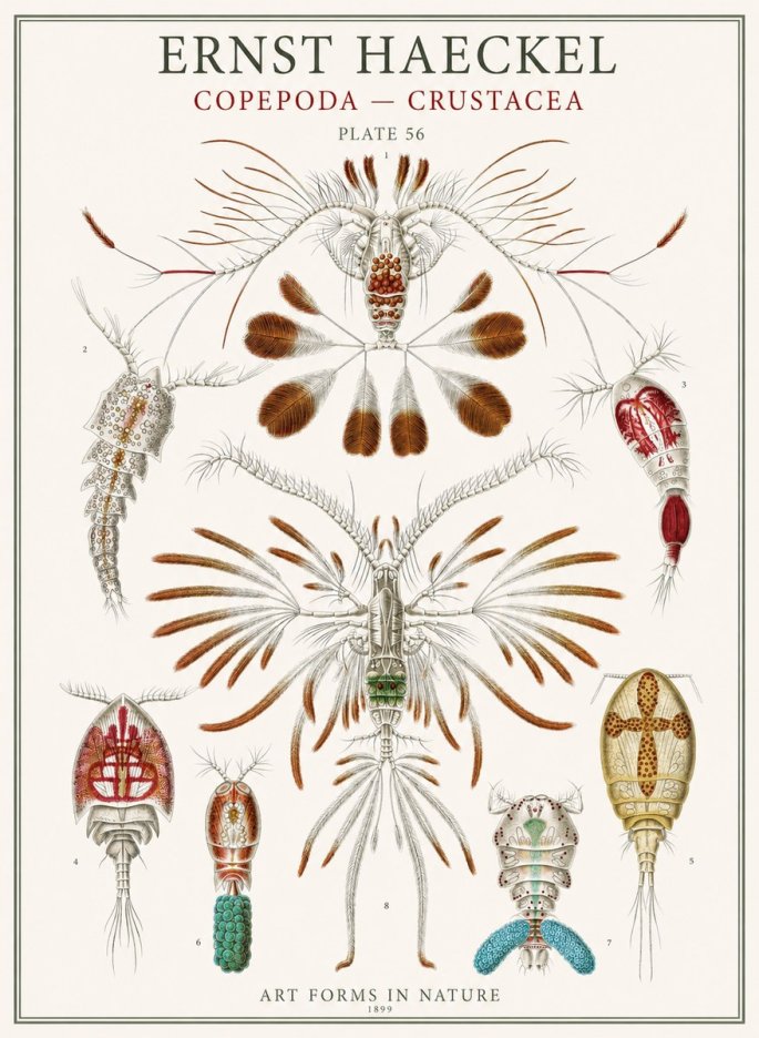 Ernst Haeckel Copepoda — Crustacea Plate 56 No1 - Affiche