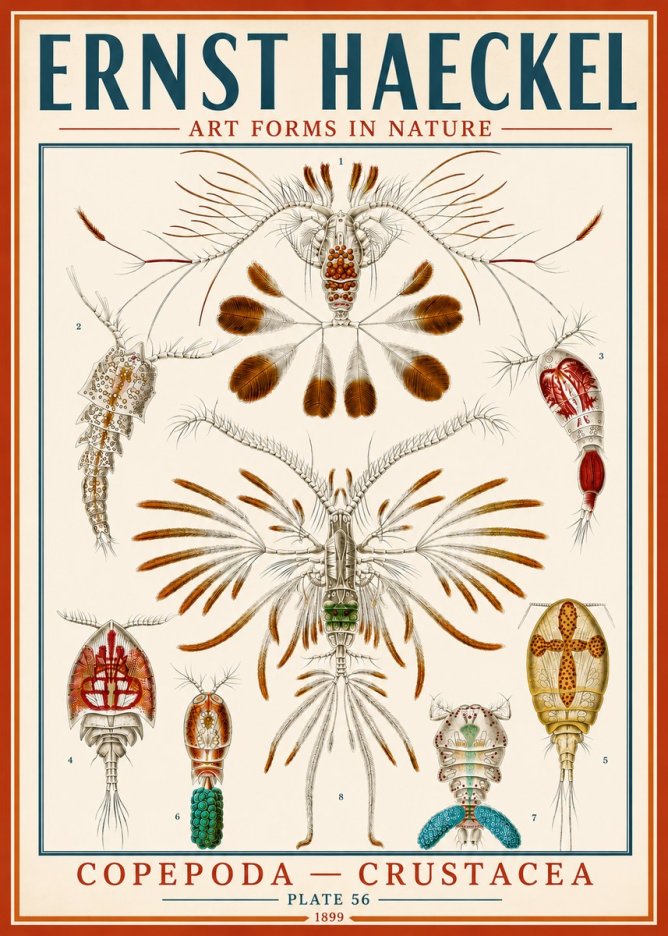 Ernst Haeckel Copepoda — Crustacea Plate 56 No5 - Affiche