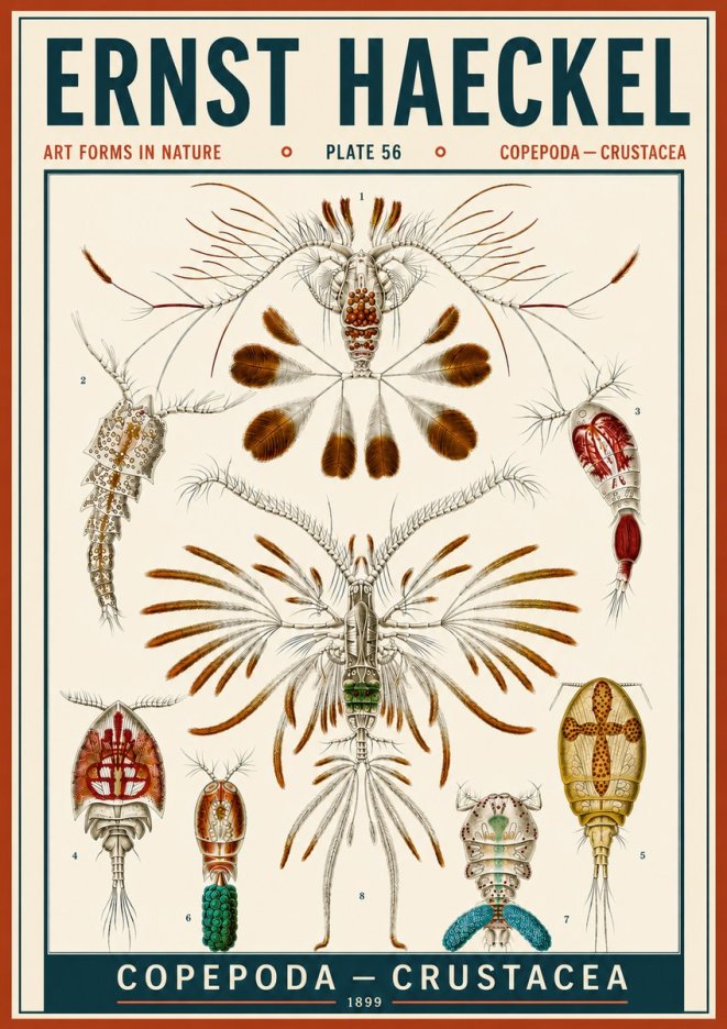 Ernst Haeckel Copepoda — Crustacea Plate 56 No6 - Affiche