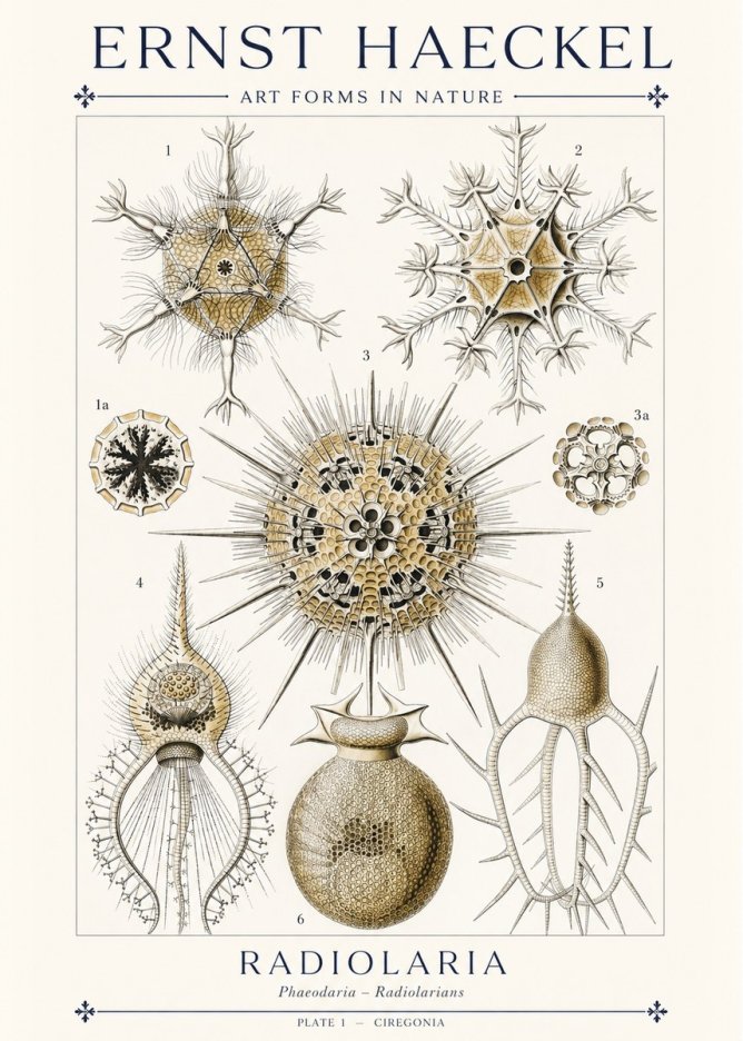 Ernst Haeckel Radiolaria - Plate 1 - Ciregonia No1 - Affiche