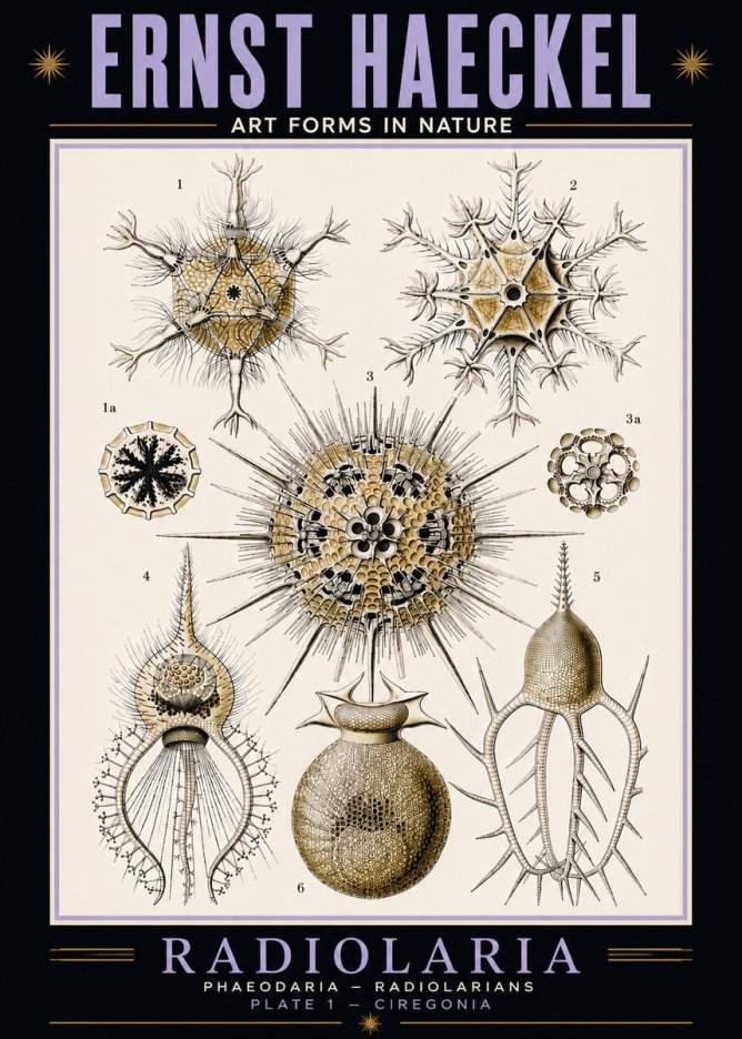 Ernst Haeckel Radiolaria - Plate 1 - Ciregonia No5 - Affiche