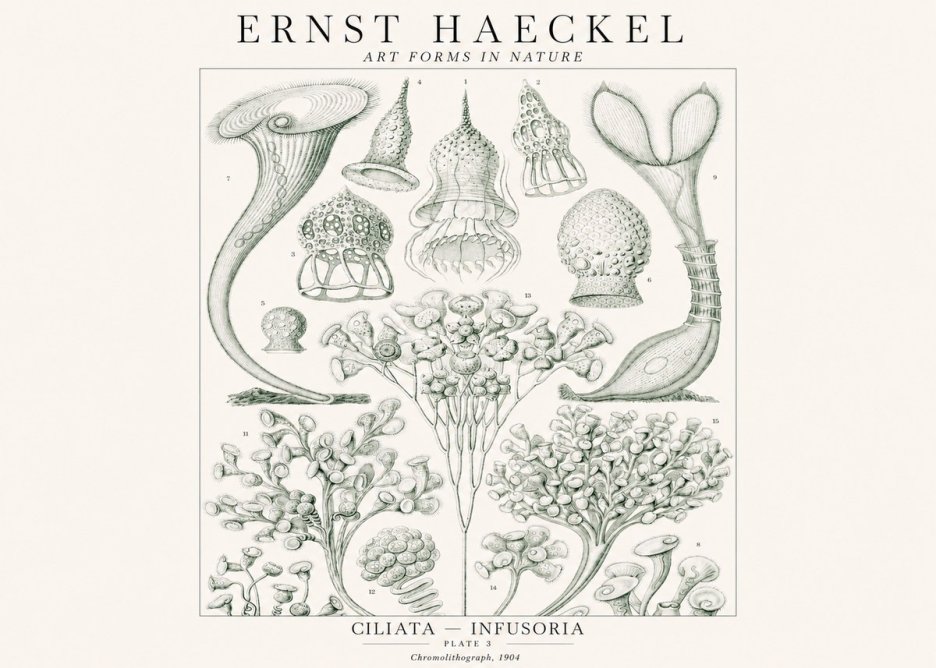 Ernst Haeckel Ciliata - Infusoria - Plate 3 No1 - Affiche
