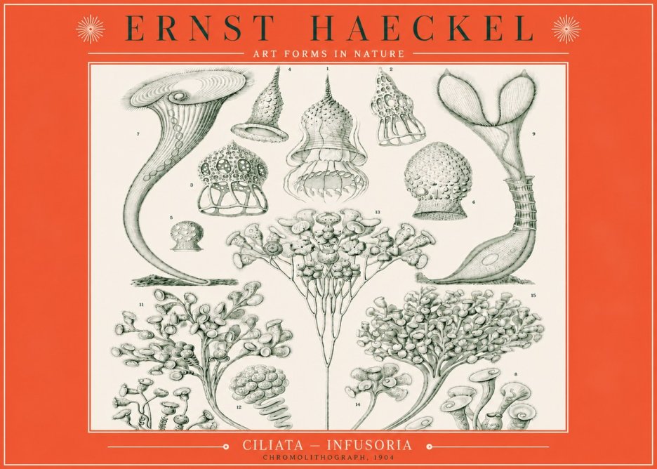 Ernst Haeckel Ciliata - Infusoria - Plate 3 No3 - Affiche