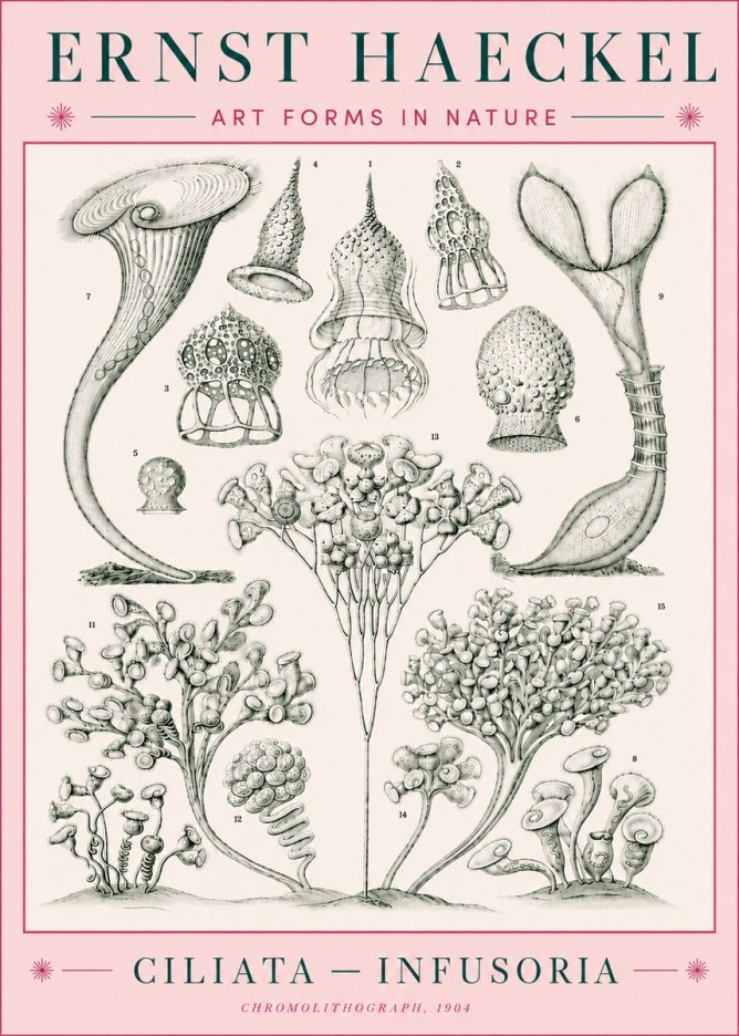 Ernst Haeckel Ciliata - Infusoria - Plate 3 No5 - Affiche
