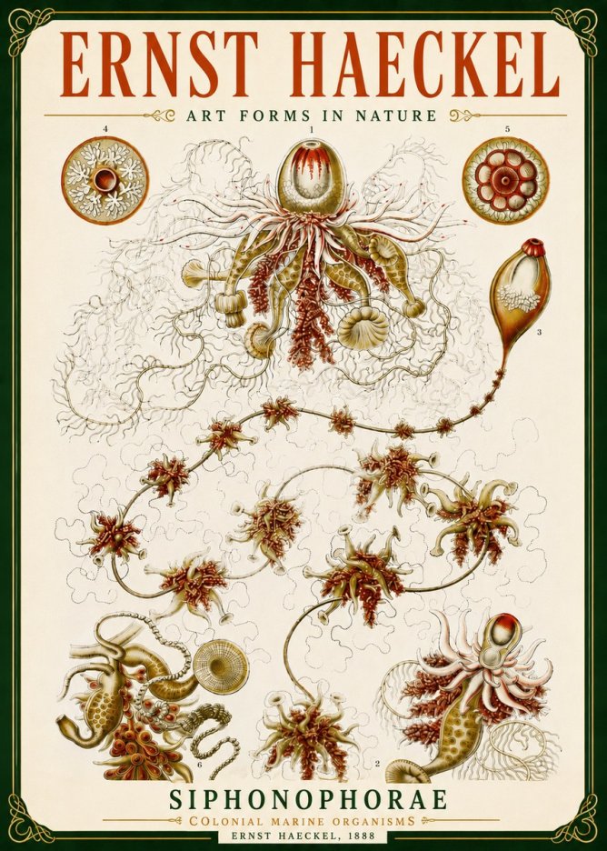 Ernst Haeckel Siphonophorae No5 - Affiche