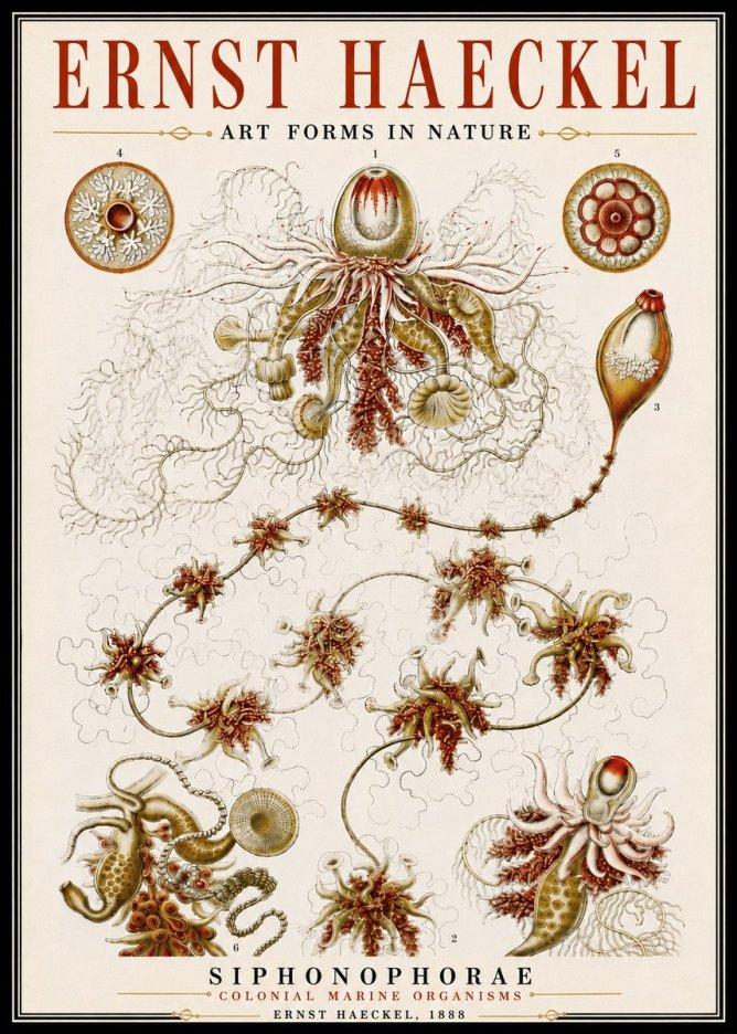 Ernst Haeckel Siphonophorae No6 - Affiche