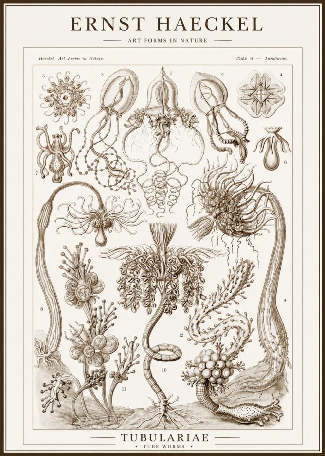 Ernst Haeckel Tubulariae No1 - Affiche