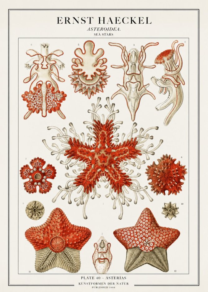 Ernst Haeckel Asteroidea. Sea Stars No1 - Affiche