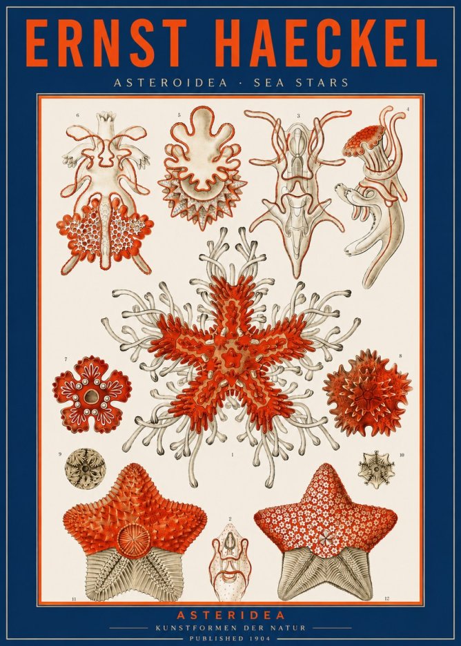 Ernst Haeckel Asteroidea. Sea Stars No2 - Affiche
