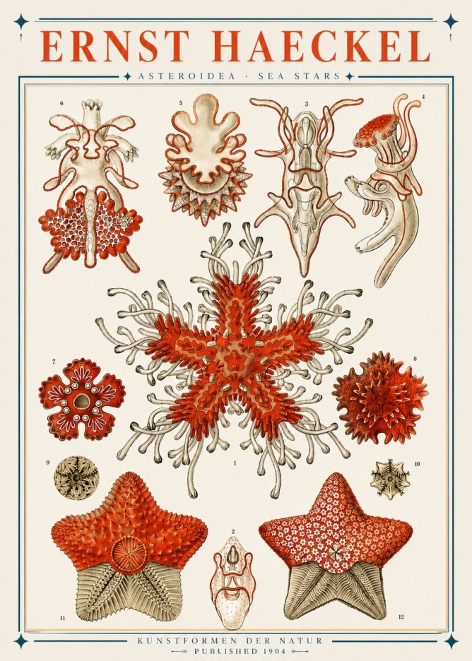 Ernst Haeckel Asteroidea. Sea Stars No3 - Affiche