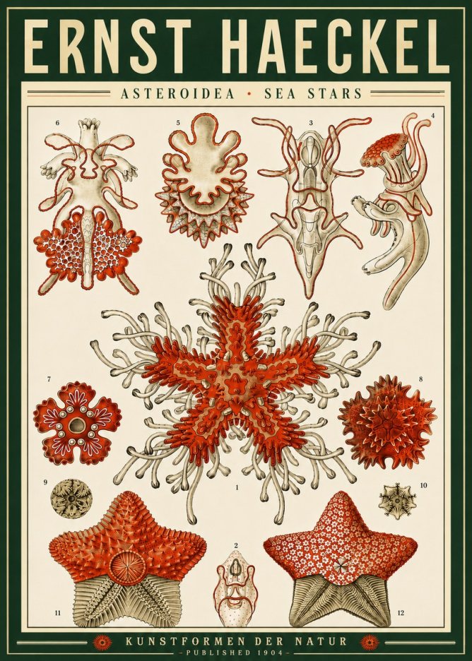 Ernst Haeckel Asteroidea. Sea Stars No4 - Affiche