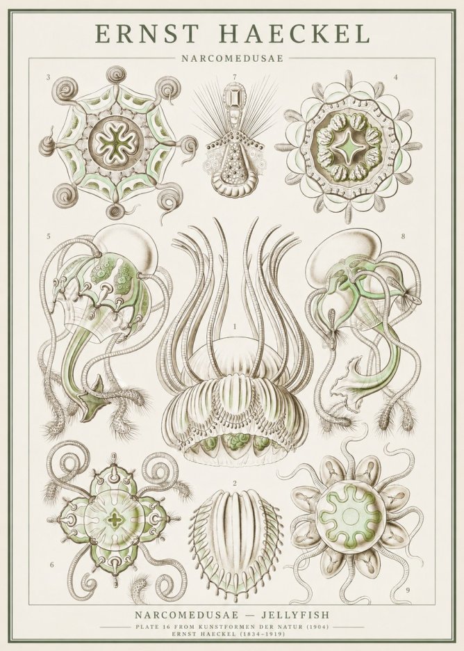 Ernst Haeckel Narcomedusae - Jellyfish No1 - Affiche