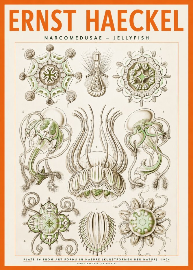 Ernst Haeckel Narcomedusae - Jellyfish No2 - Affiche
