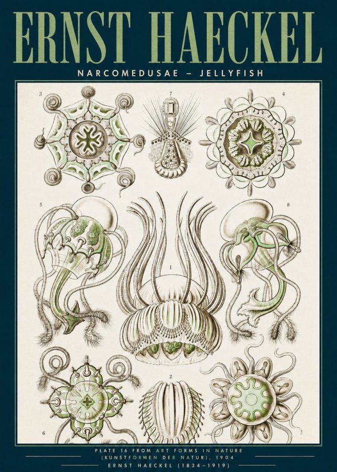 Ernst Haeckel Narcomedusae - Jellyfish No3 - Affiche