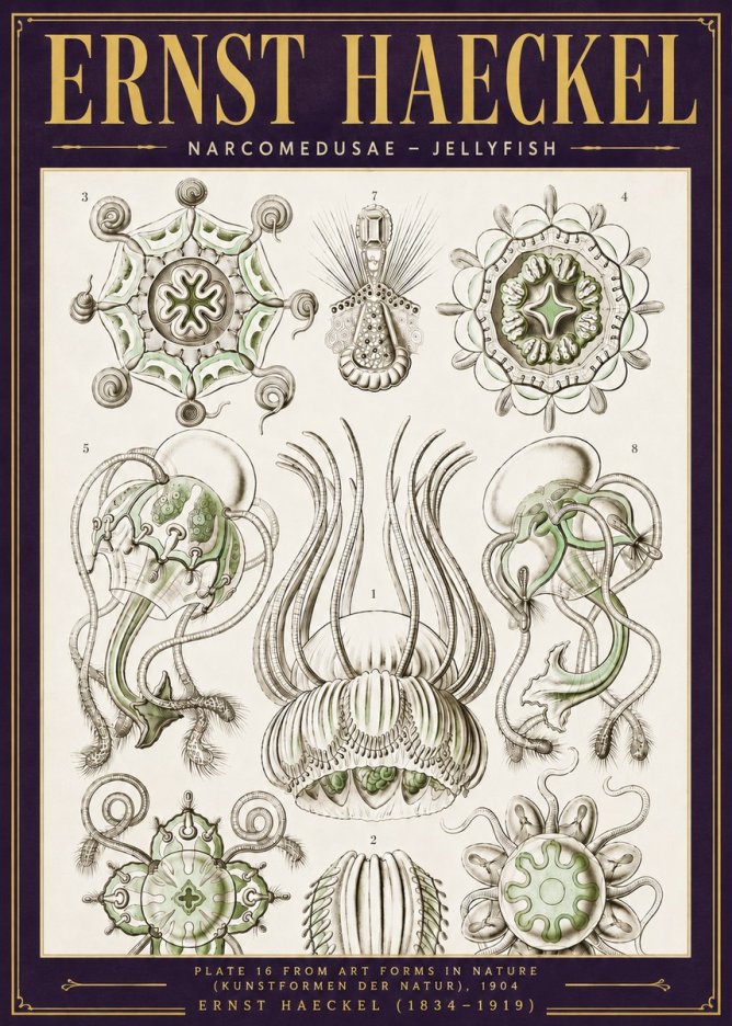 Ernst Haeckel Narcomedusae - Jellyfish No6 - Affiche